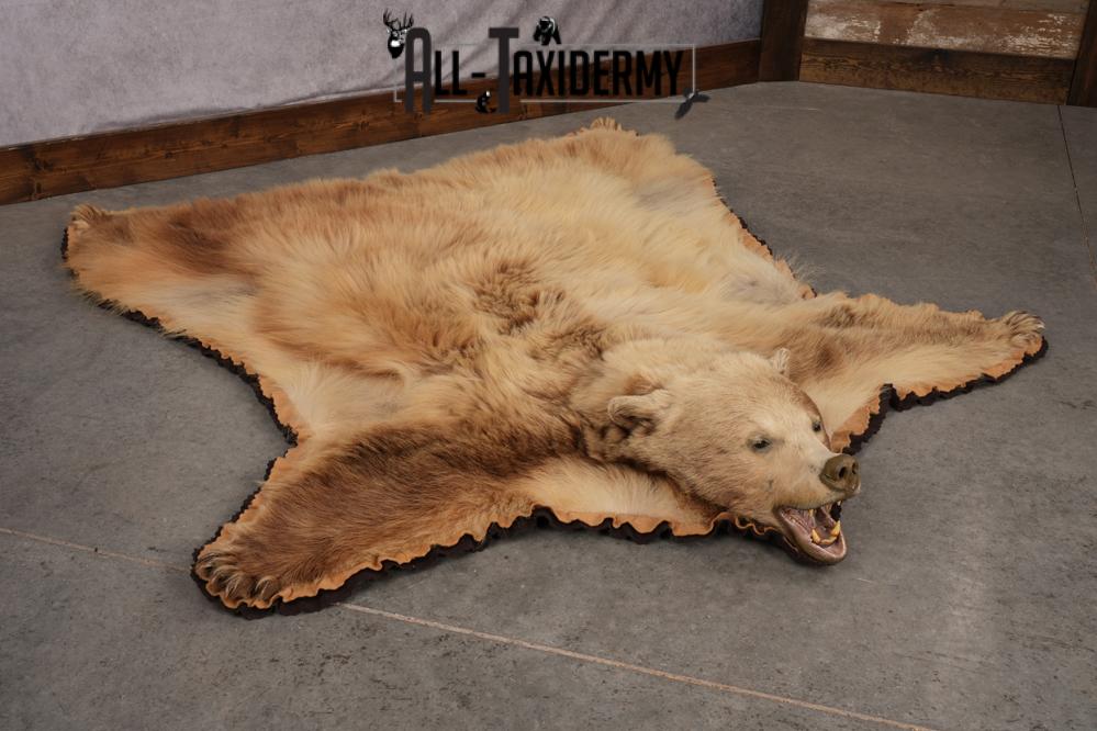 Blonde Black Bear Taxidermy rug for sale SKU 2721 - Image 7