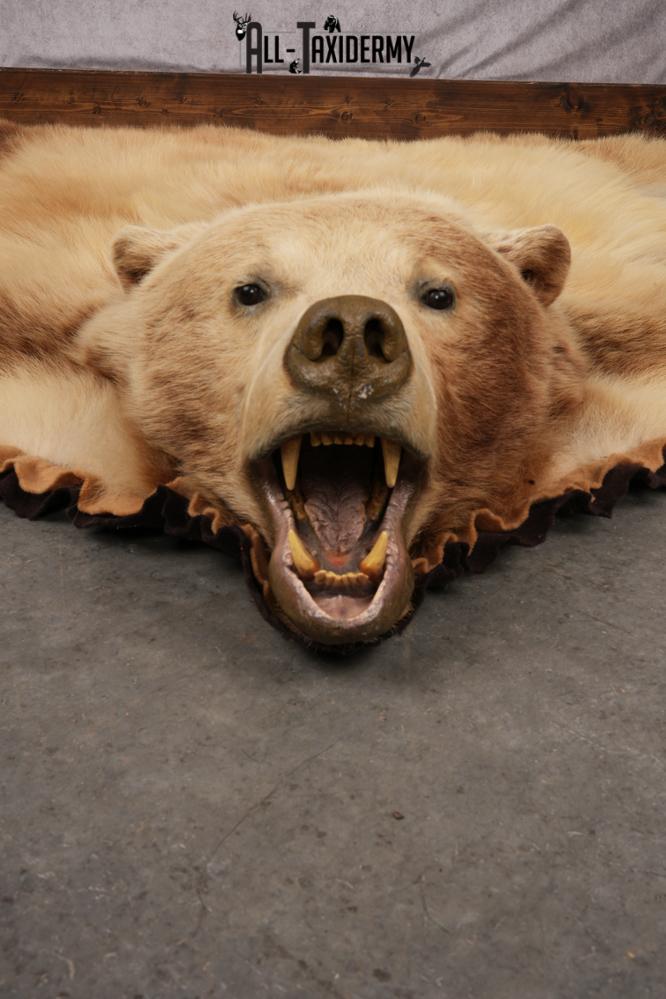 Blonde Black Bear Taxidermy rug for sale SKU 2721 - Image 6
