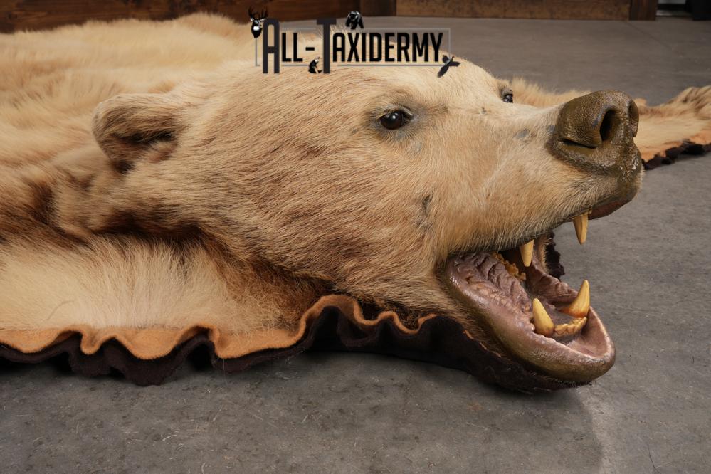 Blonde Black Bear Taxidermy rug for sale SKU 2721 - Image 5
