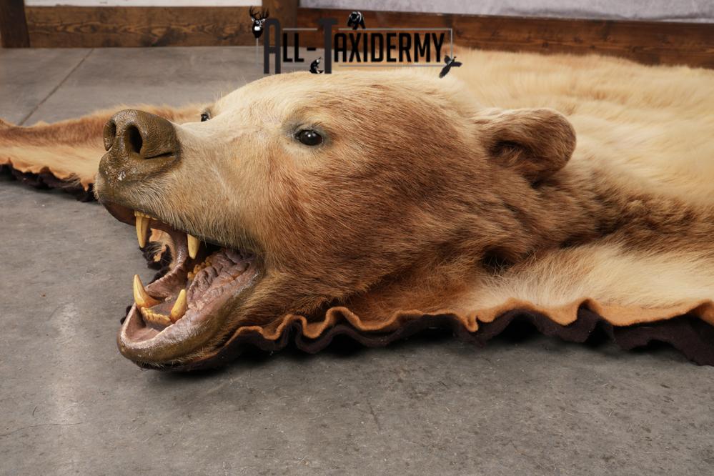 Blonde Black Bear Taxidermy rug for sale SKU 2721 - Image 4