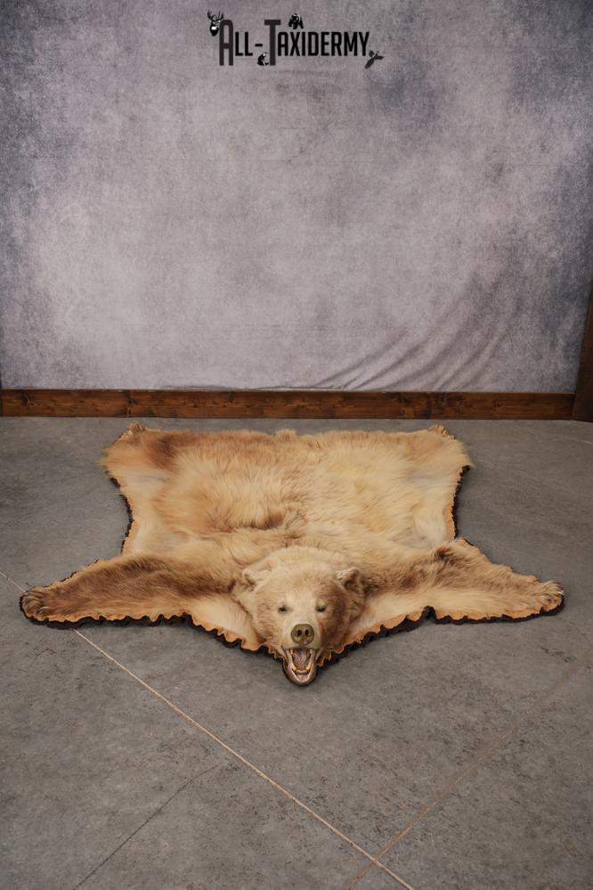 Blonde Black Bear Taxidermy rug for sale SKU 2721
