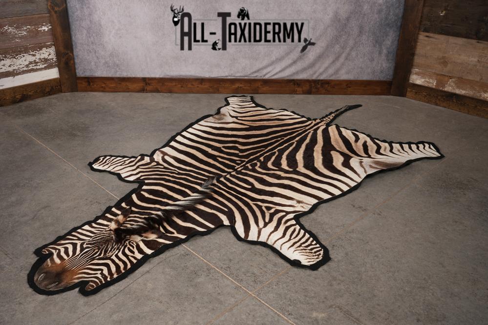 African Zebra taxidermy rug for sale SKU 2735 - Image 9