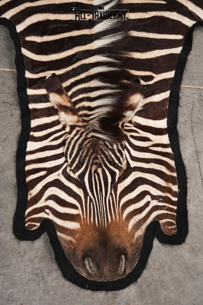African Zebra taxidermy rug for sale SKU 2735 - Image 7