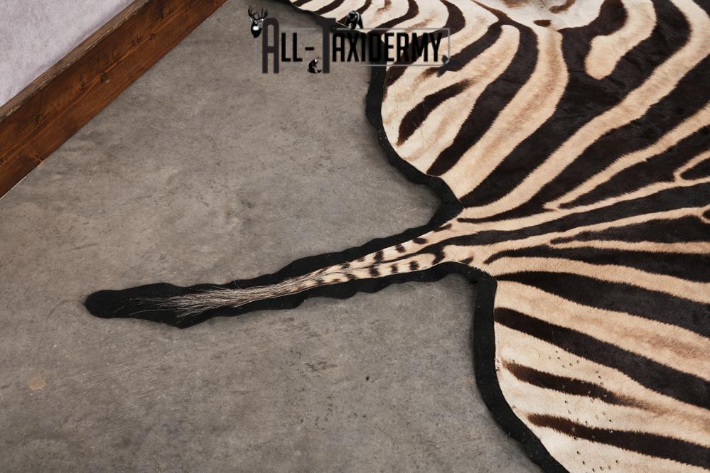 African Zebra taxidermy rug for sale SKU 2735 - Image 4