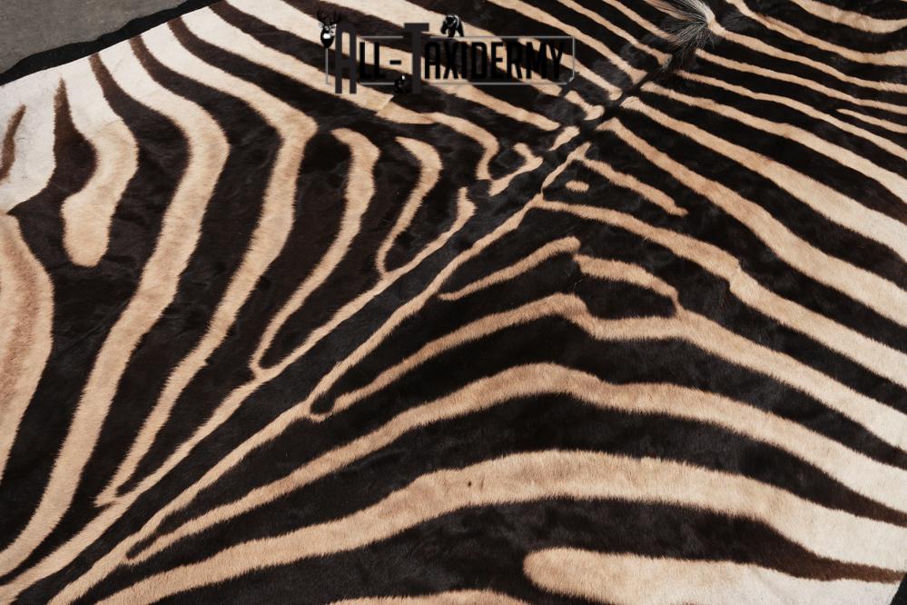 African Zebra taxidermy rug for sale SKU 2735 - Image 3