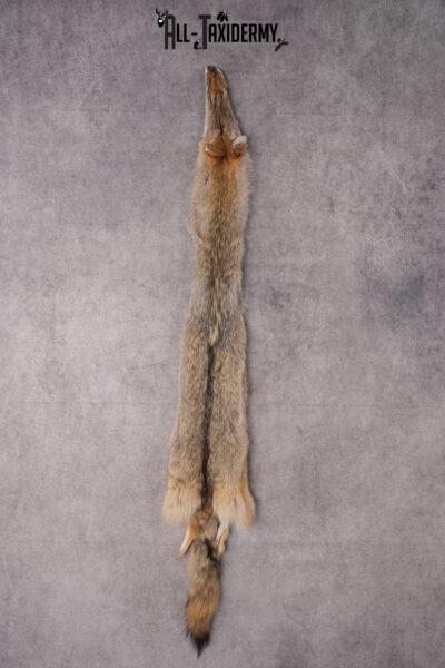 Coyote taxidermy hide for sale SKU 2697
