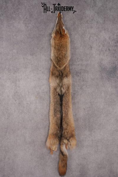 Coyote taxidermy hide for sale SKU 2698