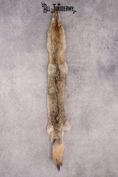 Coyote taxidermy hide for sale SKU 2699