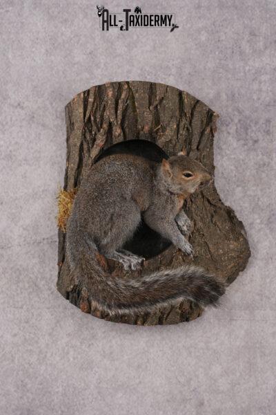 Gray Squirrel Taxidermy mount SKU 2708