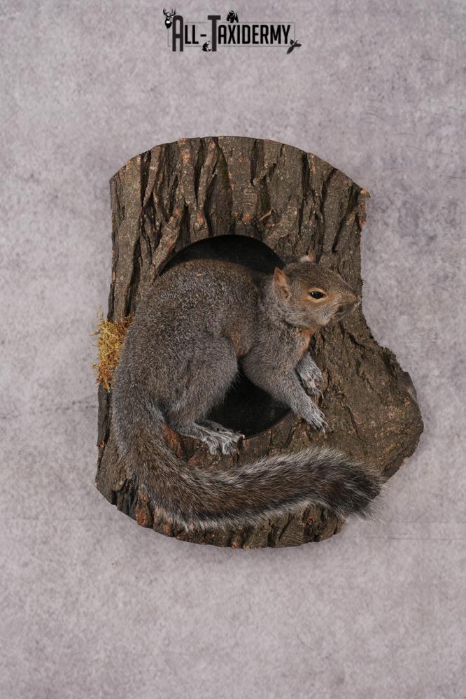 Gray Squirrel Taxidermy mount SKU 2708