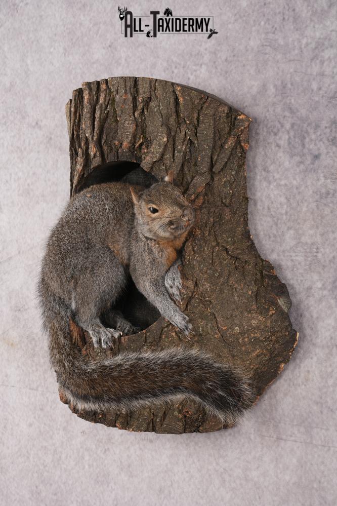 Gray Squirrel Taxidermy mount SKU 2708 - Image 8