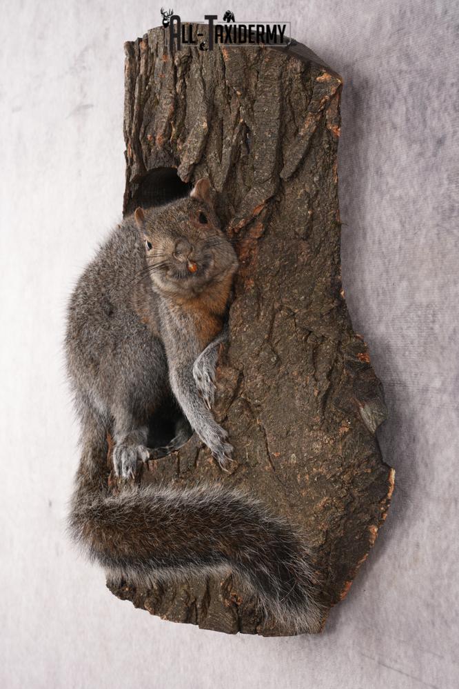 Gray Squirrel Taxidermy mount SKU 2708 - Image 7