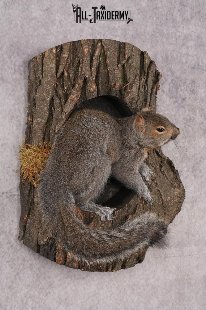 Eastern Gray Squirrel