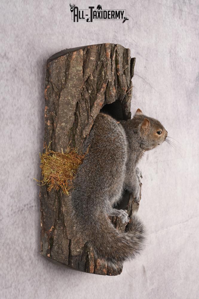 Gray Squirrel Taxidermy mount SKU 2708 - Image 5