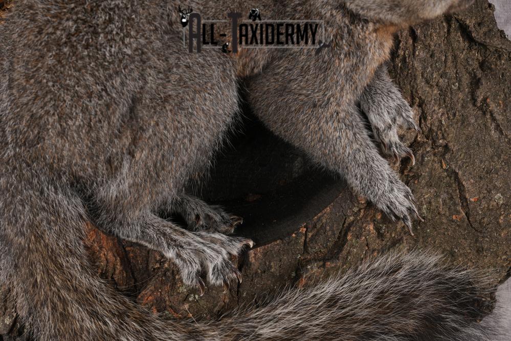 Gray Squirrel Taxidermy mount SKU 2708 - Image 4