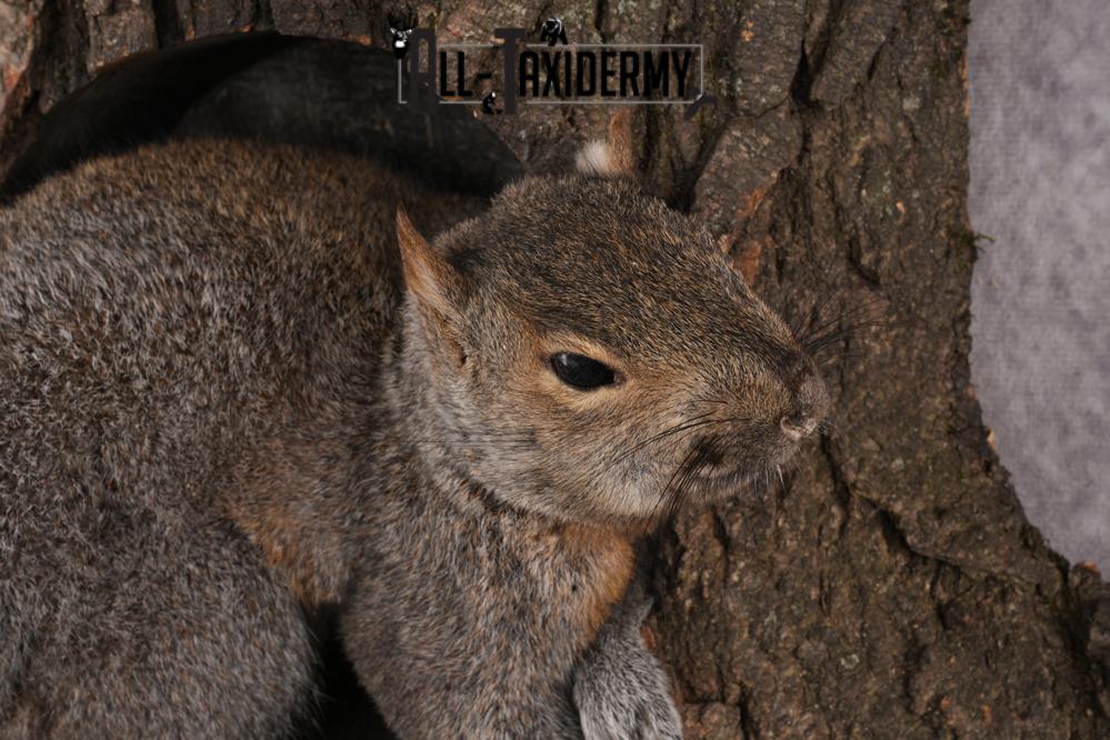 Gray Squirrel Taxidermy mount SKU 2708 - Image 3
