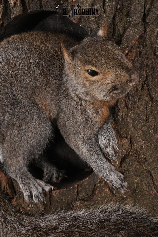 Gray Squirrel Taxidermy mount SKU 2708 - Image 2