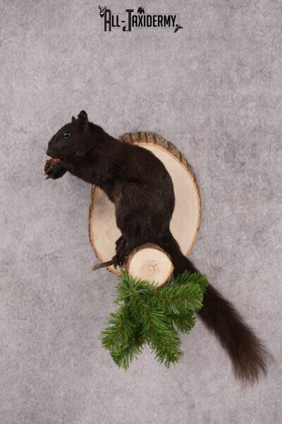 Black Squirrel taxidermy mount for sale SKU 2722