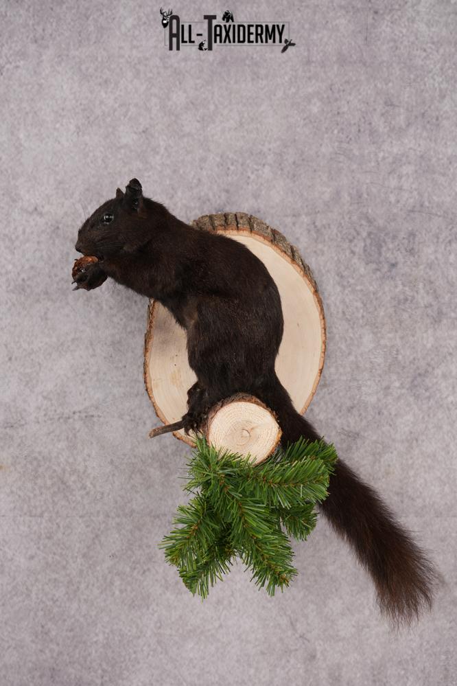 Black Squirrel taxidermy mount for sale SKU 2722