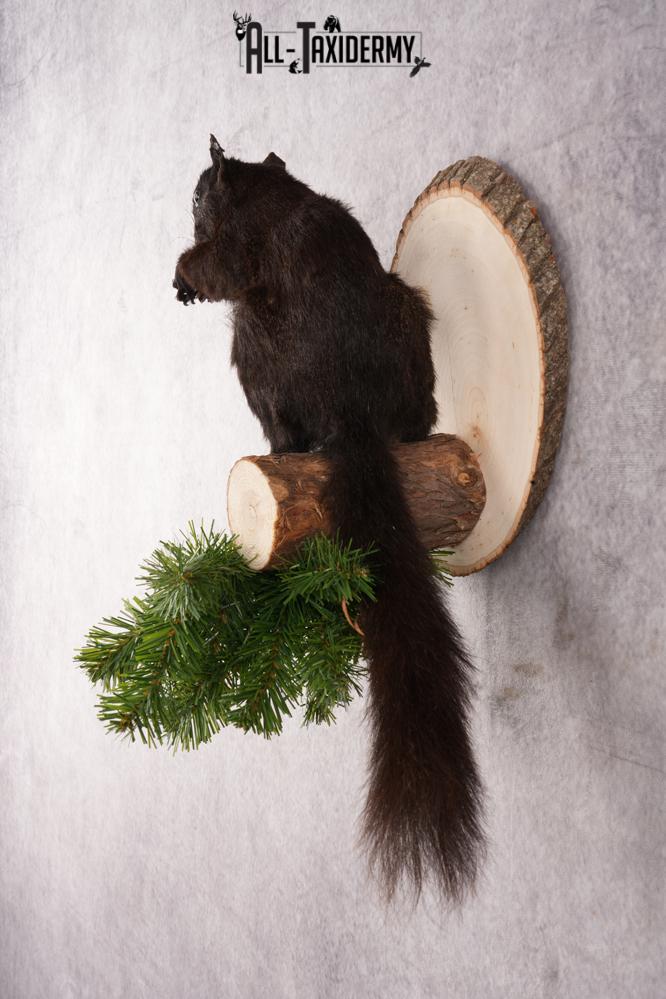 Black Squirrel taxidermy mount for sale SKU 2722 - Image 5