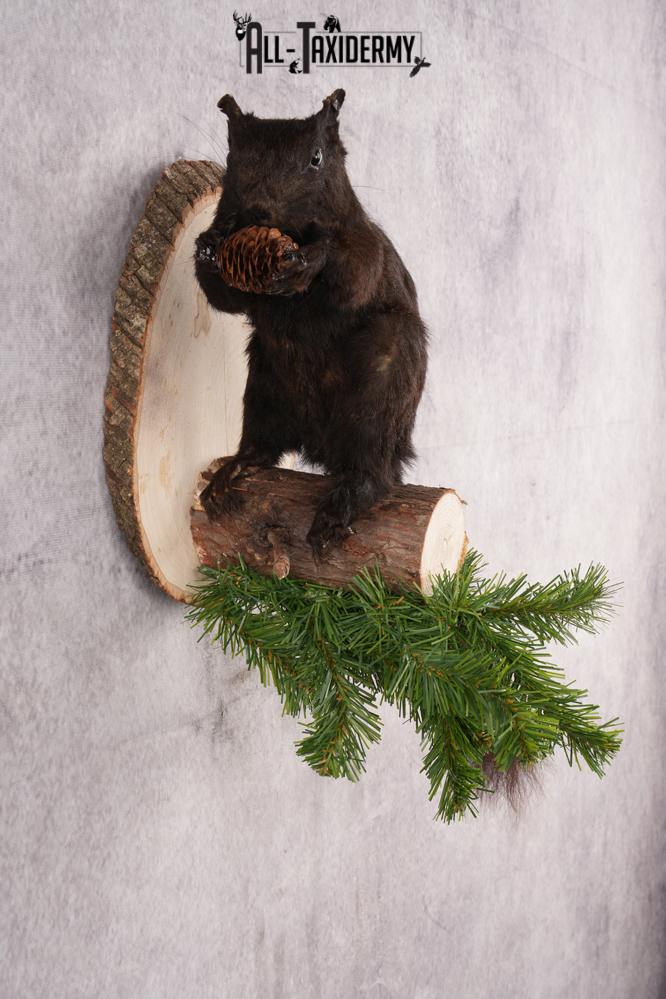 Black Squirrel taxidermy mount for sale SKU 2722 - Image 3