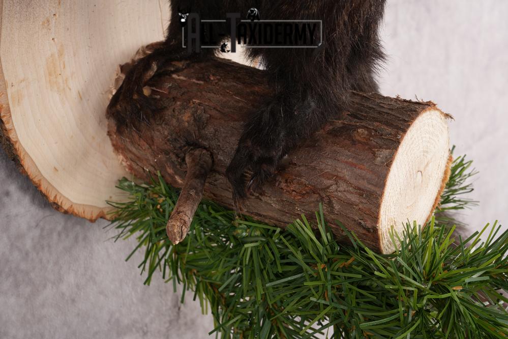 Black Squirrel taxidermy mount for sale SKU 2722 - Image 2