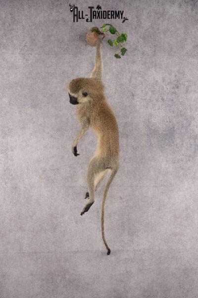 African Vervet Monkey taxidermy mount for sale SKU 2738