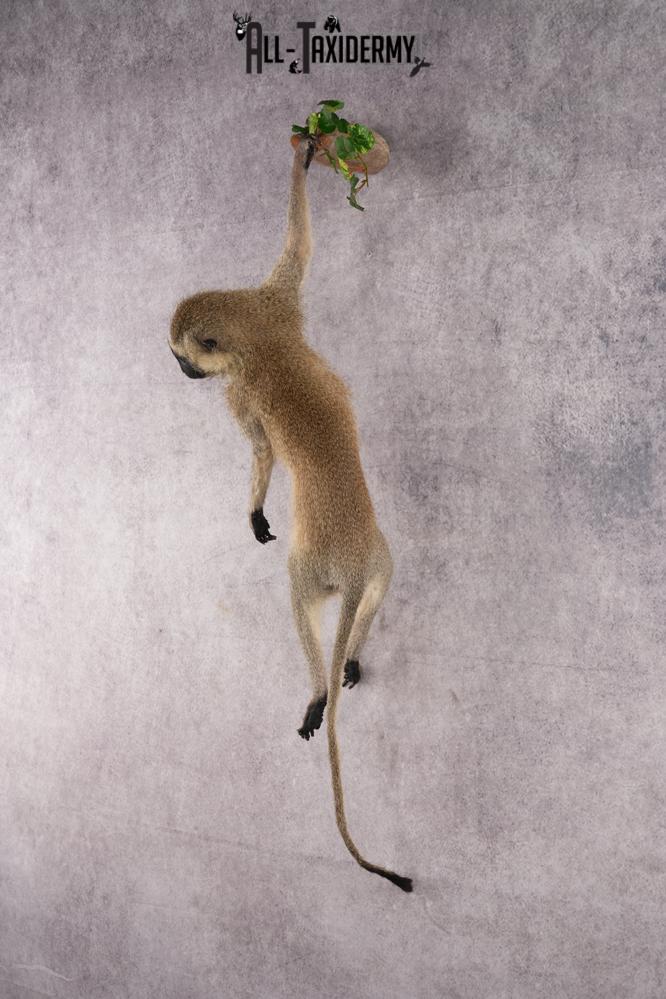 African Vervet Monkey taxidermy mount for sale SKU 2738 - Image 10