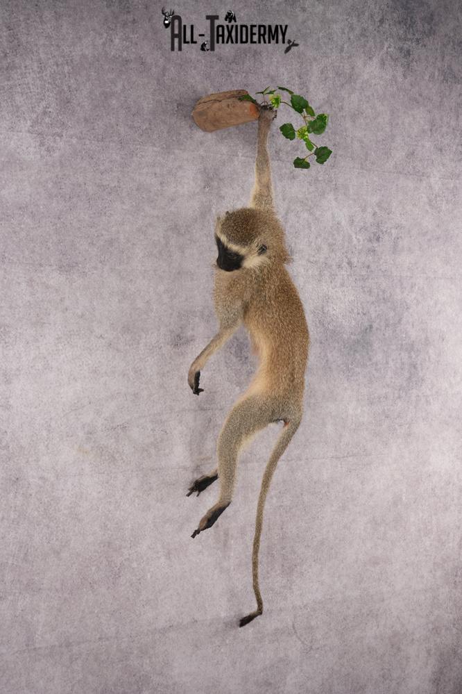 African Vervet Monkey taxidermy mount for sale SKU 2738 - Image 9