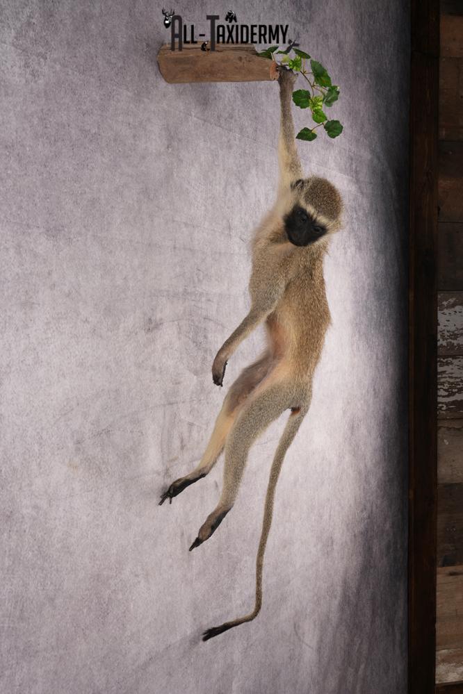 African Vervet Monkey taxidermy mount for sale SKU 2738 - Image 8