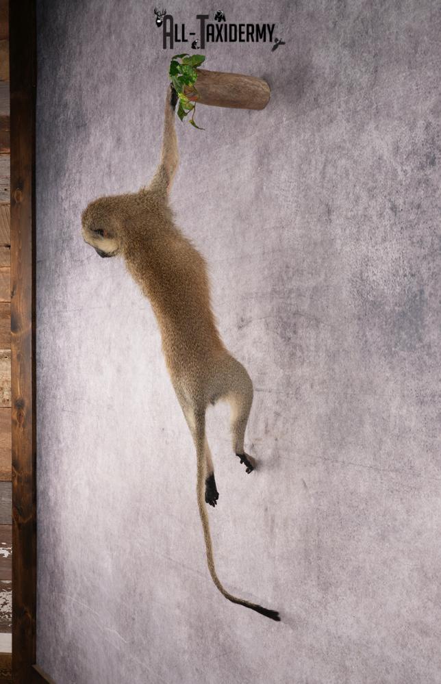 African Vervet Monkey taxidermy mount for sale SKU 2738 - Image 7