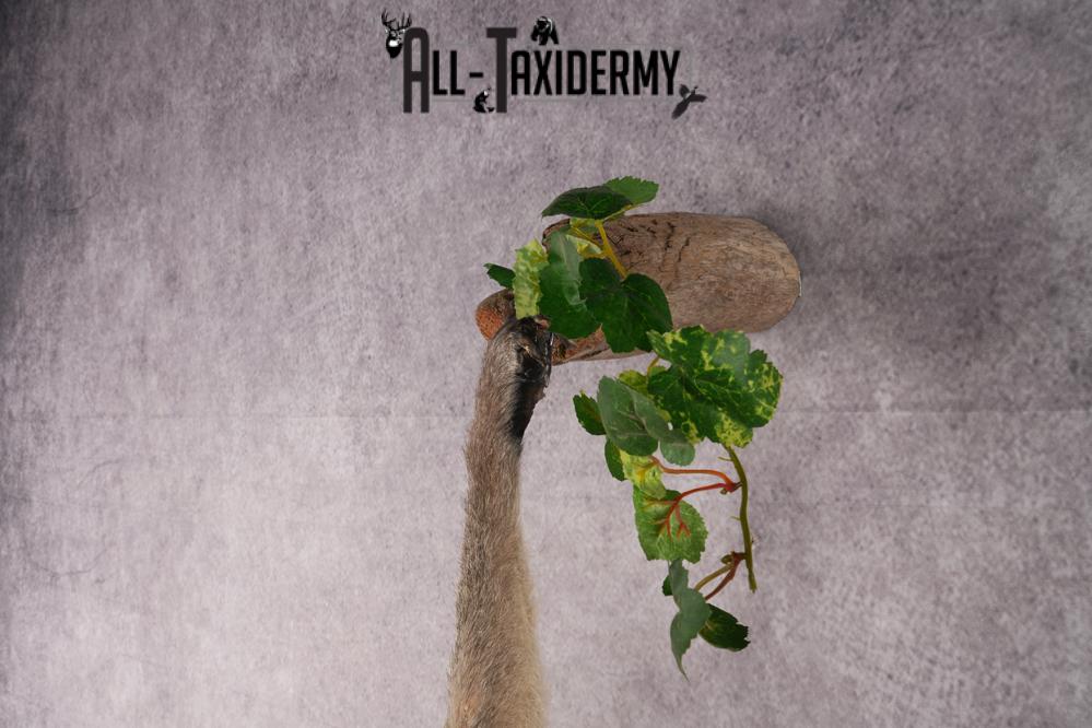 African Vervet Monkey taxidermy mount for sale SKU 2738 - Image 6