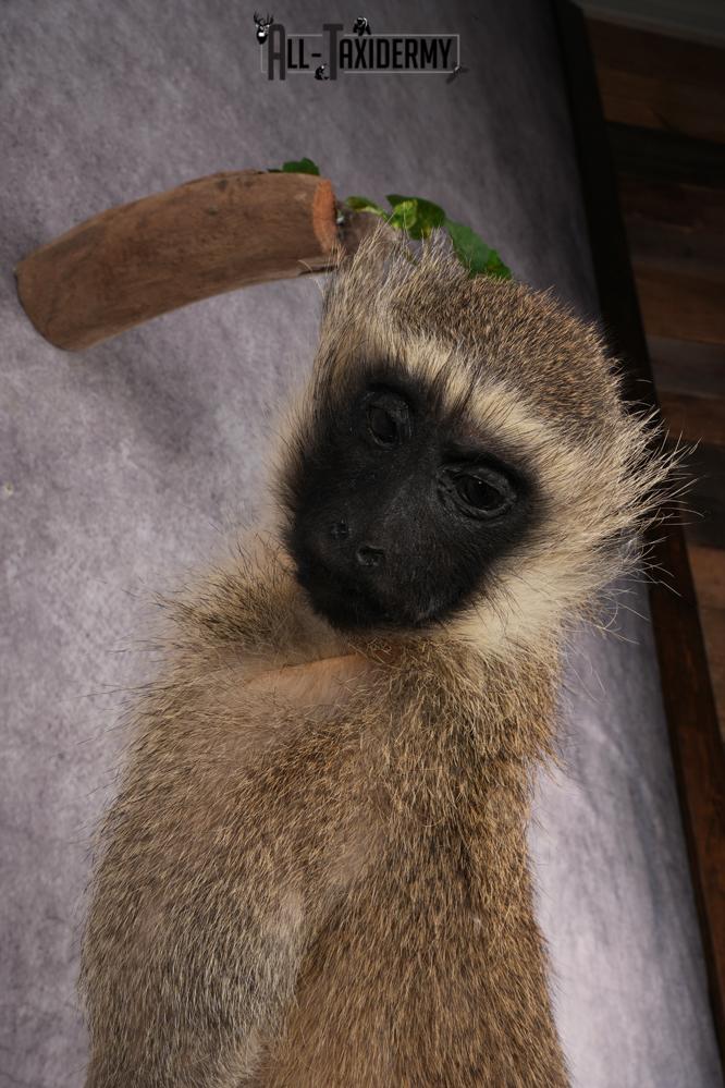 African Vervet Monkey taxidermy mount for sale SKU 2738 - Image 5