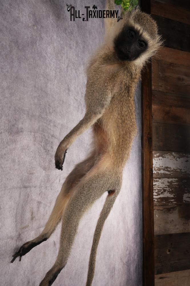 African Vervet Monkey taxidermy mount for sale SKU 2738 - Image 4