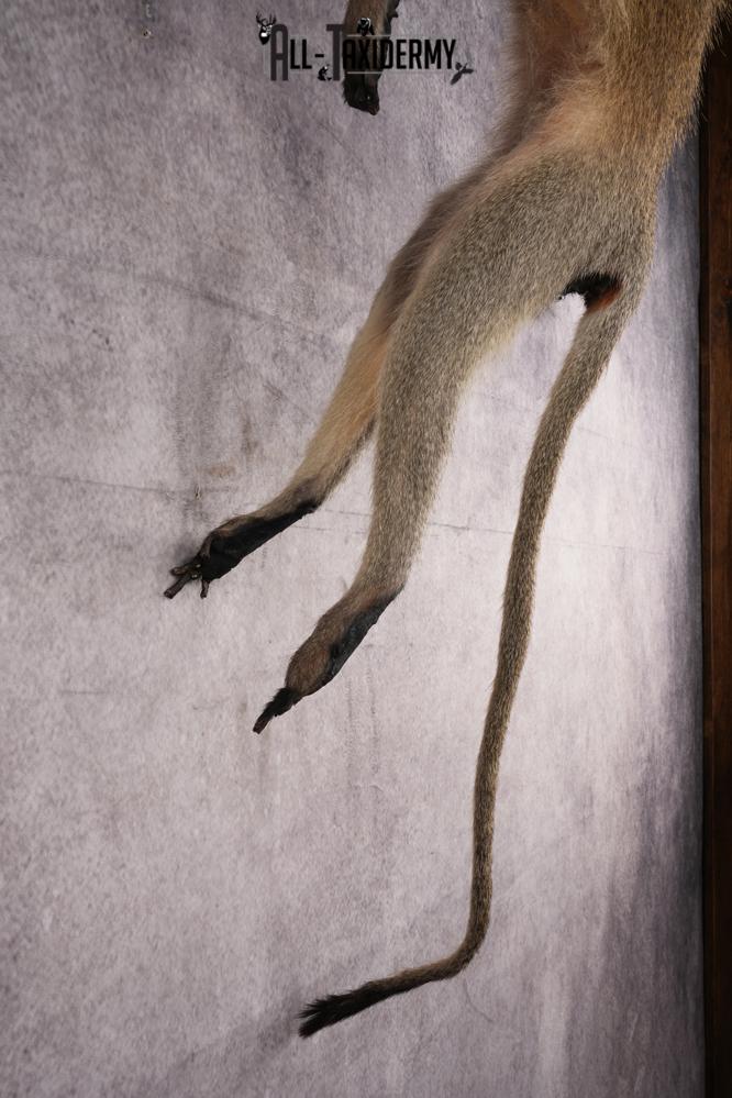 African Vervet Monkey taxidermy mount for sale SKU 2738 - Image 3