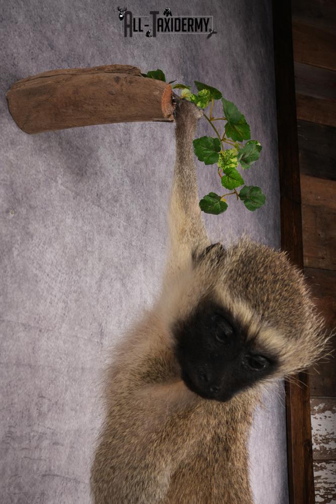 African Vervet Monkey taxidermy mount for sale SKU 2738 - Image 2