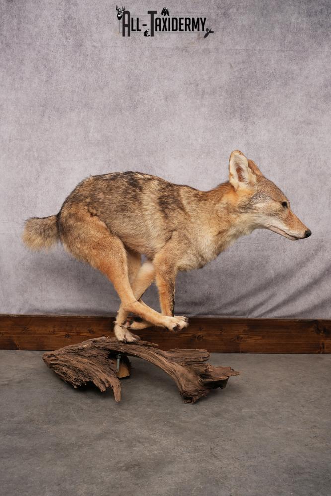 Full body coyote taxidermy mount for sale SKU 2715