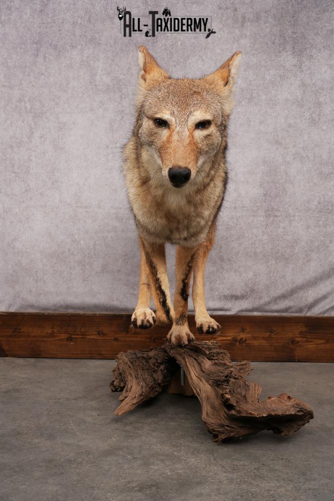 Full body coyote taxidermy mount for sale SKU 2715 - Image 6