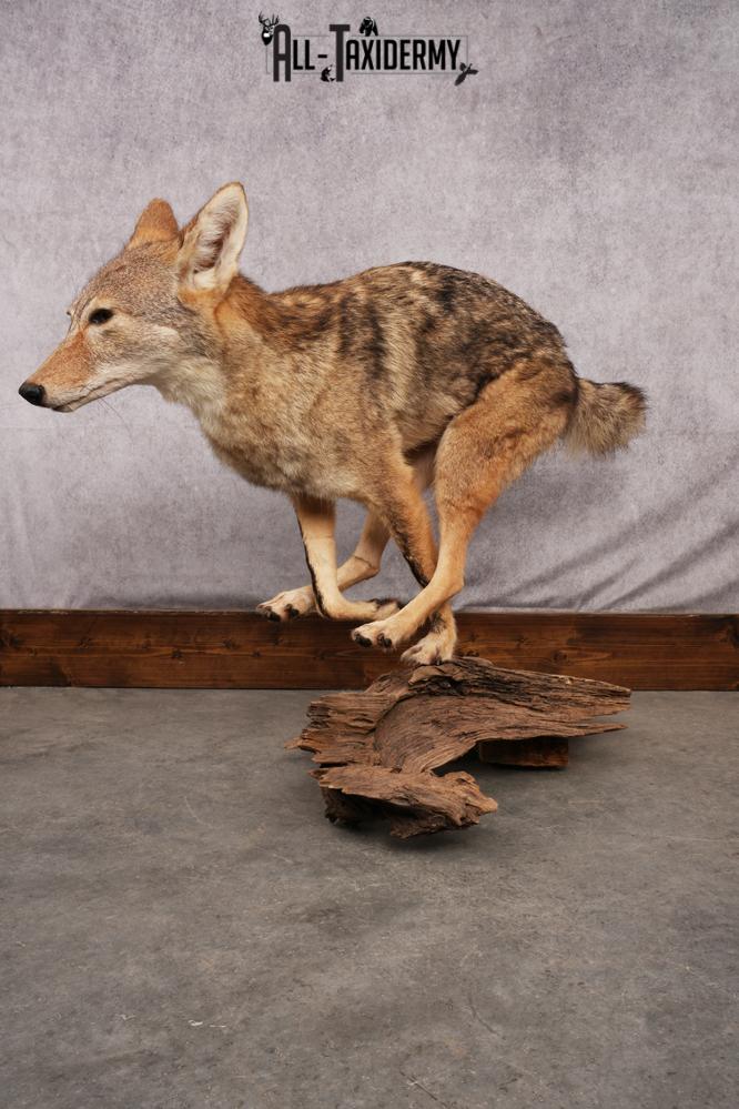 Coyote Running