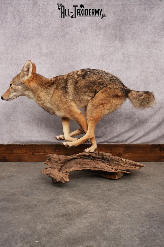 Full body coyote taxidermy mount for sale SKU 2715 - Image 4