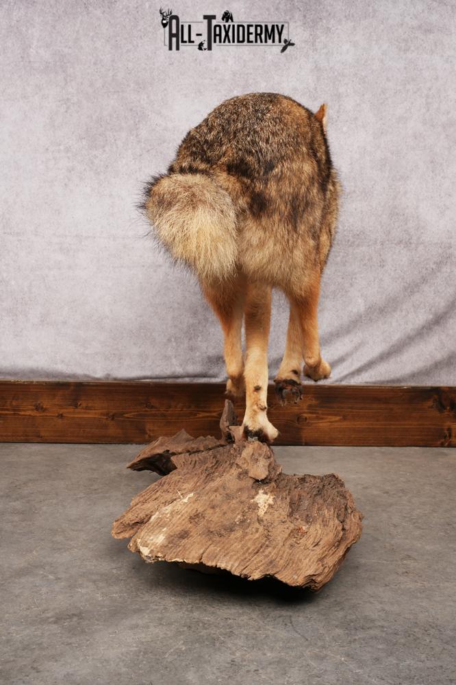 Full body coyote taxidermy mount for sale SKU 2715 - Image 3