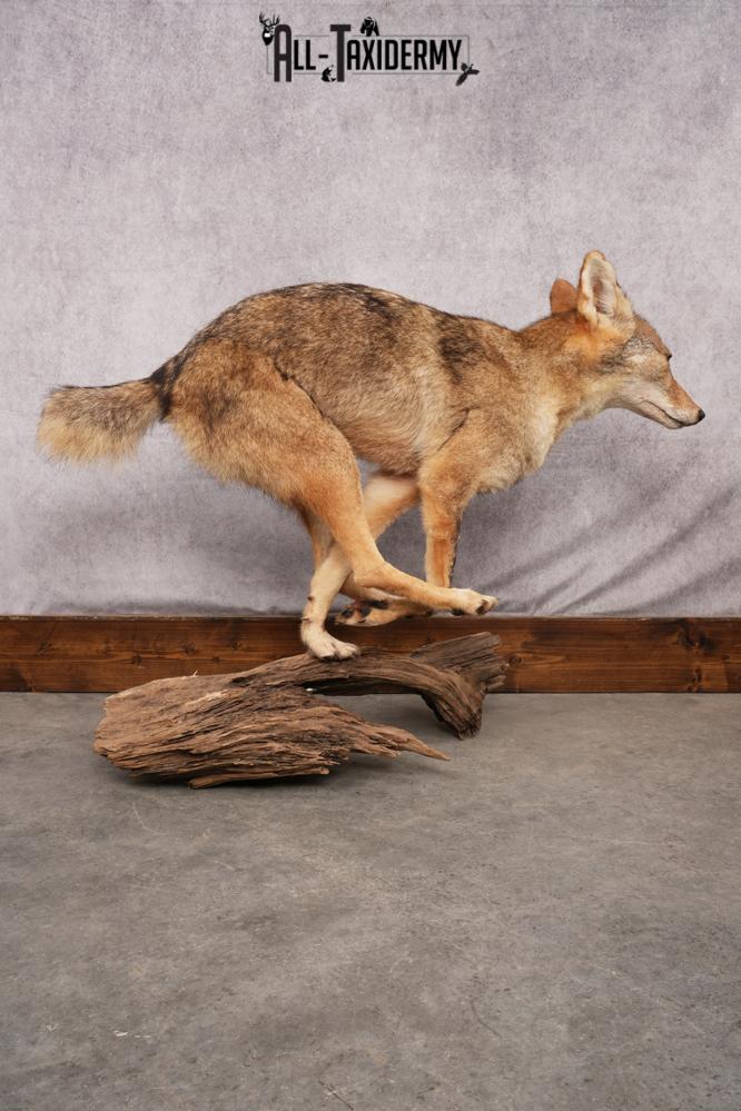 Full body coyote taxidermy mount for sale SKU 2715 - Image 2