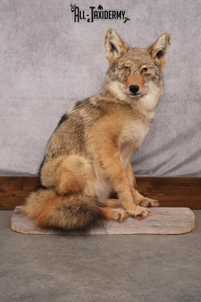 Full Body Coyote taxidermy shoulder mount for sale SKU 2706