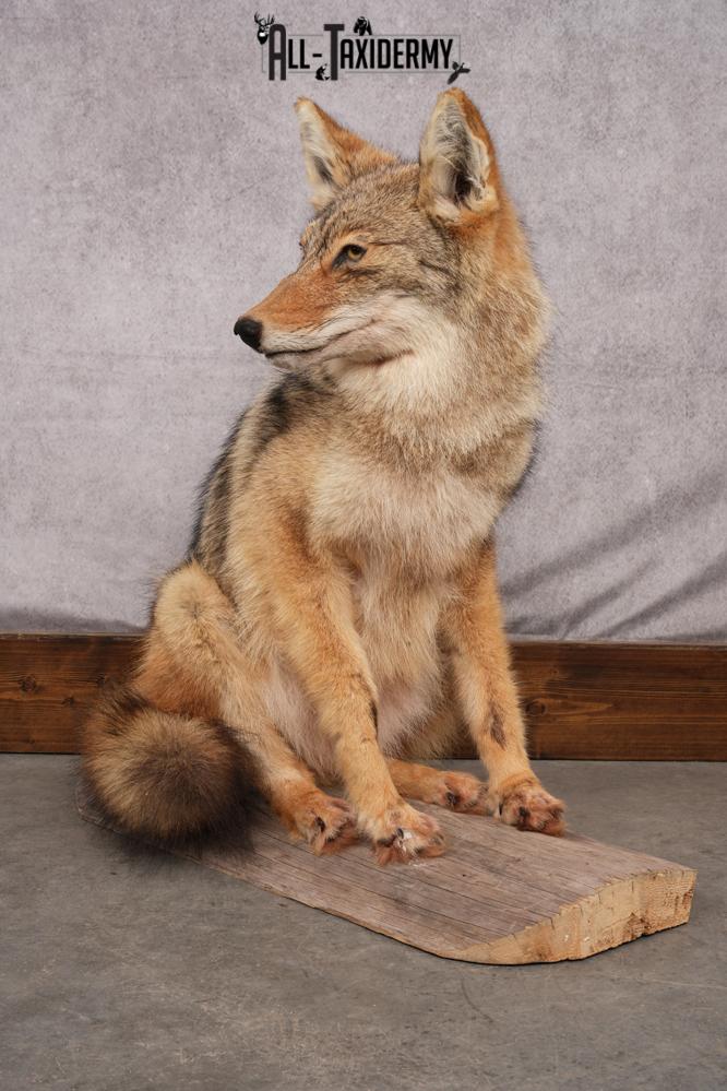 Full Body Coyote taxidermy shoulder mount for sale SKU 2706 - Image 7