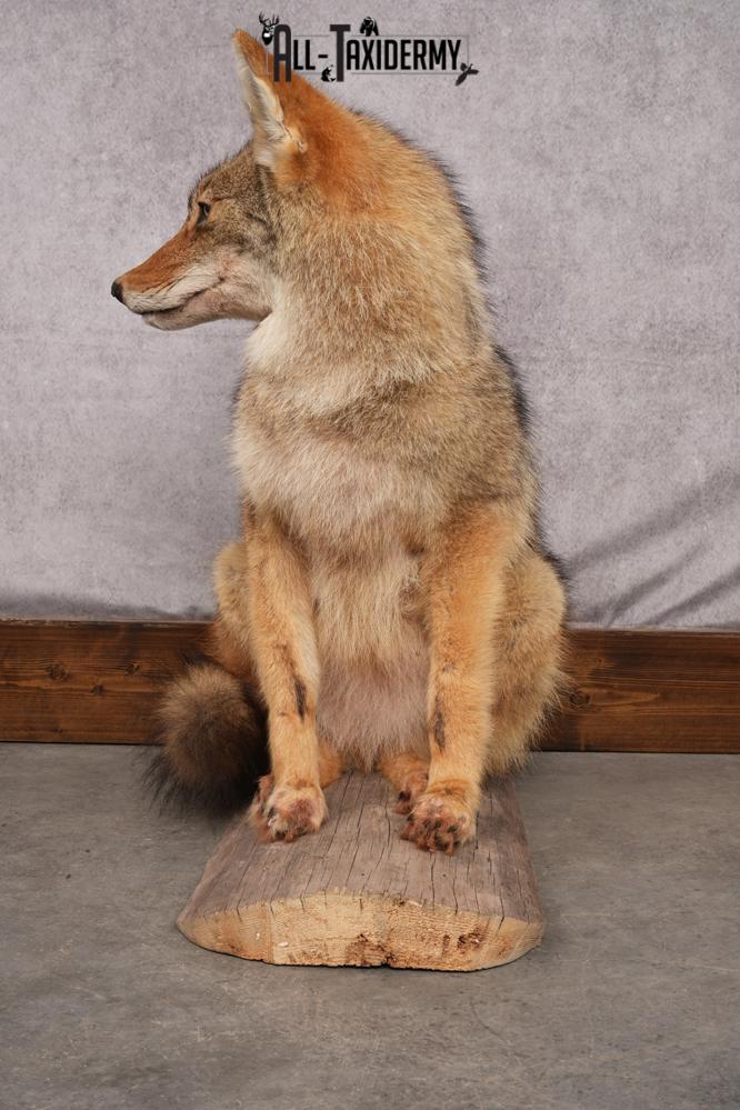 Full Body Coyote taxidermy shoulder mount for sale SKU 2706 - Image 6