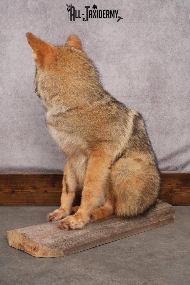 Full Body Coyote taxidermy shoulder mount for sale SKU 2706 - Image 5