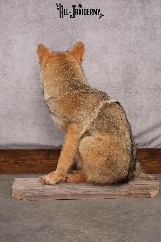 Full Body Coyote taxidermy shoulder mount for sale SKU 2706 - Image 4