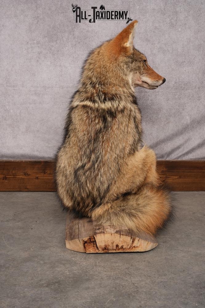 Full Body Coyote taxidermy shoulder mount for sale SKU 2706 - Image 3