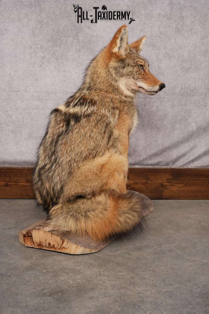 Full Body Coyote taxidermy shoulder mount for sale SKU 2706 - Image 2