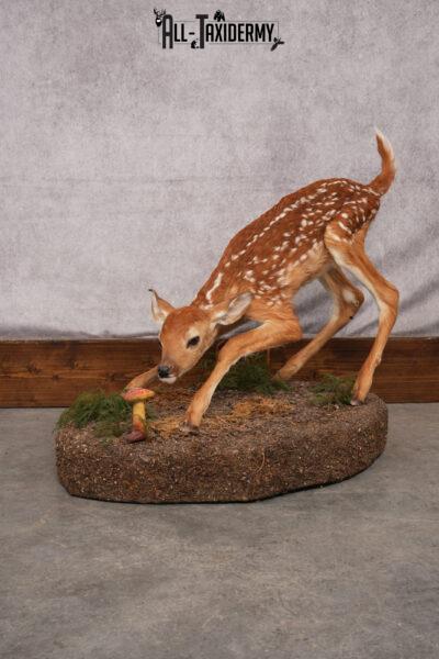 Whitetail deer fawn taxidermy mount for sale SKU 2714